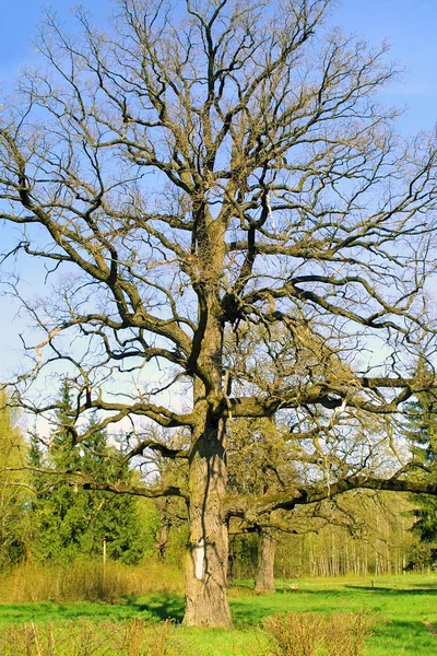 Árvore solitária na primavera — Fotografia de Stock