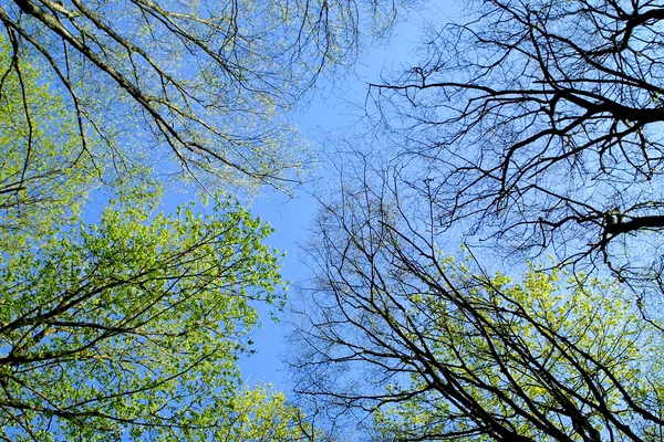 Árvores na floresta de primavera — Fotografia de Stock