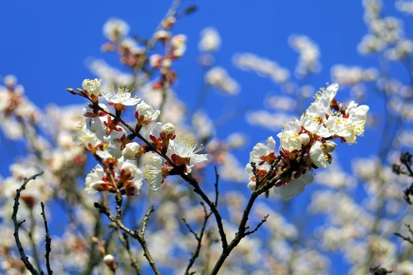 Cherry blossom — Stock Photo, Image