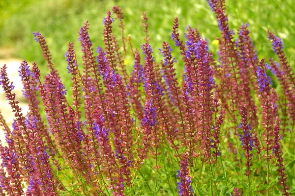 Salvia flowers — Stock Photo, Image