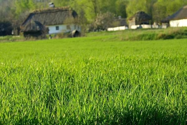 Louka s trávou — Stock fotografie