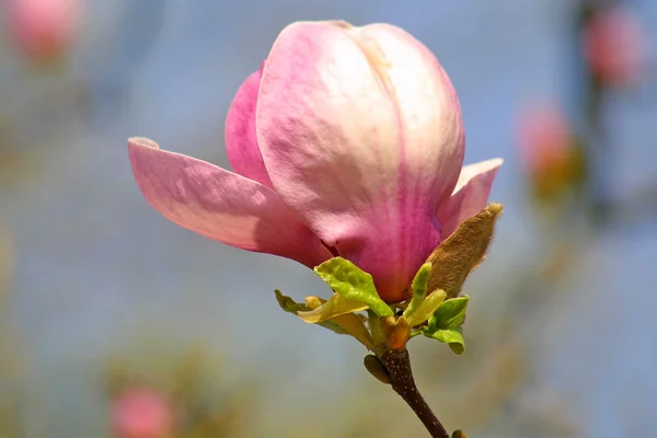 Roze magnolia bloem — Stockfoto