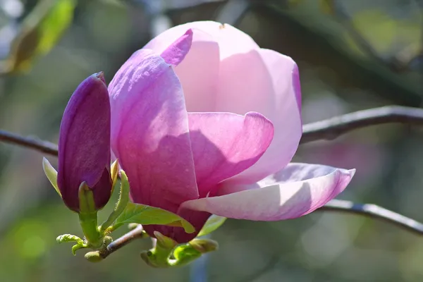 Roze magnolia bloem — Stockfoto