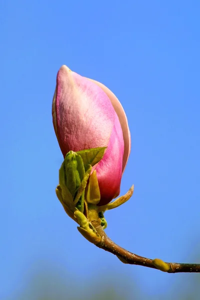 stock image Pink magnolia flower