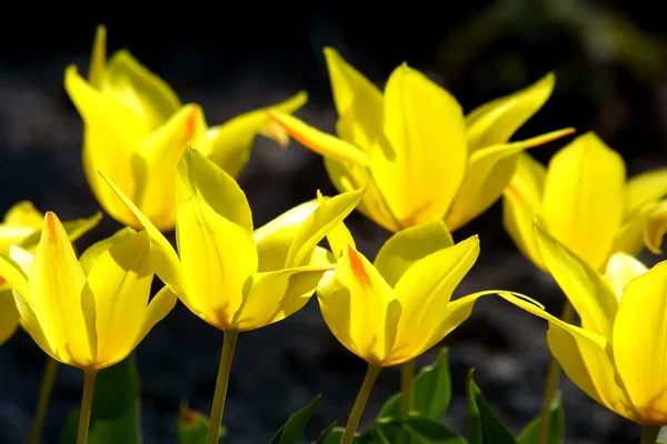 Yellow tulips — Stock Photo, Image