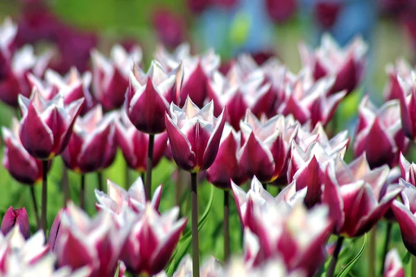 Tulipani viola — Foto Stock