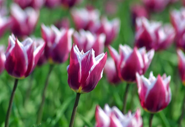 Fioletowe tulipany — Zdjęcie stockowe