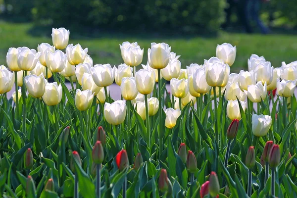 Witte tulpen — Stockfoto