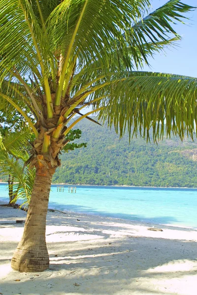 Vackra palm på stranden — Stockfoto