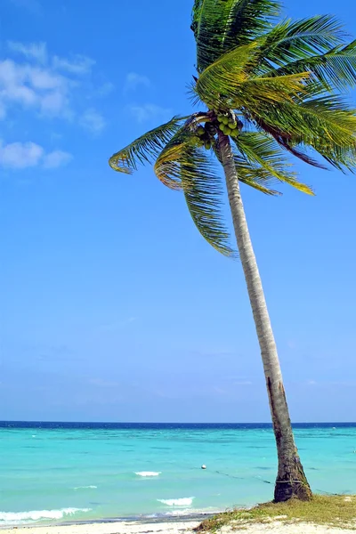 Palma de coco en la playa —  Fotos de Stock