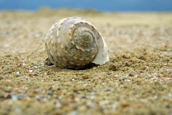 砂浜で貝殻を見つけ — ストック写真