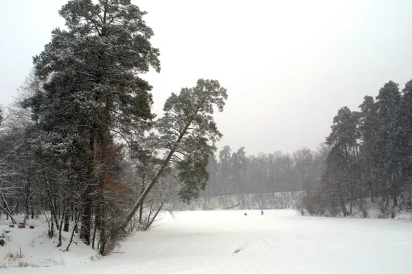 Kış parkında ağaçlar — Stok fotoğraf