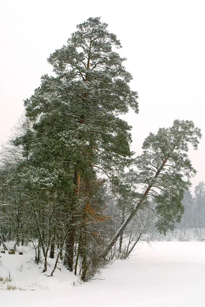 Drzewa w parku zimowym — Zdjęcie stockowe