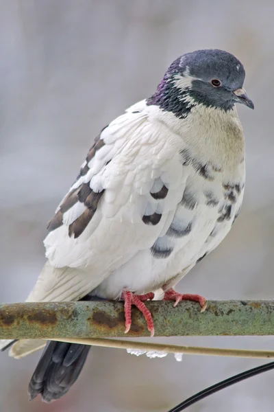 Bir levrek güvercini — Stok fotoğraf
