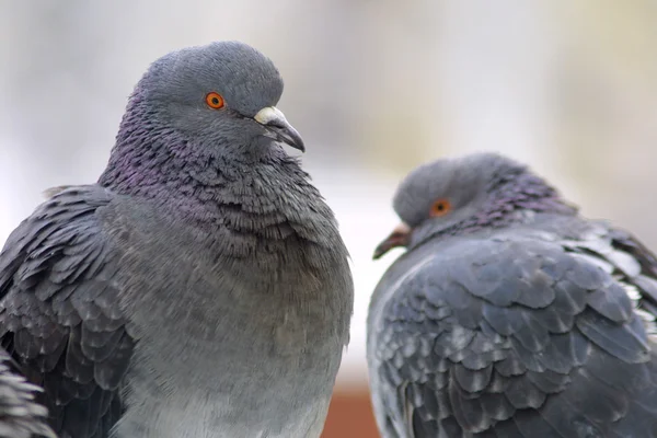 Bir levrek üzerinde iki güvercin — Stok fotoğraf