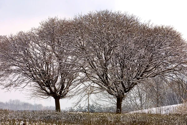 Árboles congelados en invierno — Foto de Stock