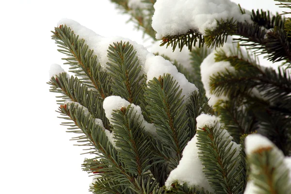 Snöiga fir-träd grenar på vintern — Stockfoto