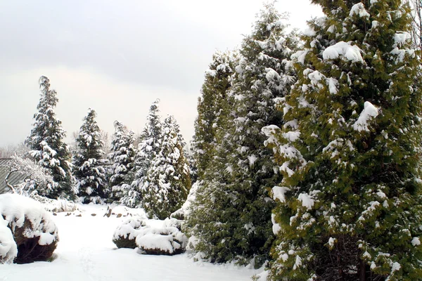 Zasněžený vánoční stromky v zimě — Stock fotografie