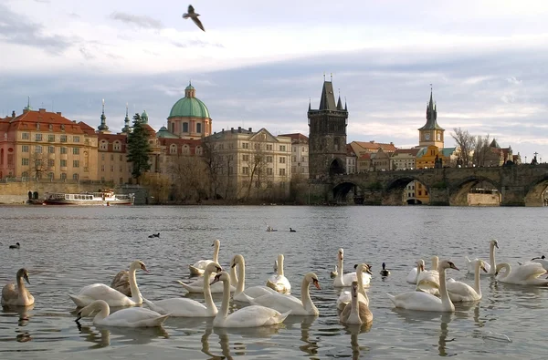 Κύκνοι στον ποταμό Μολδάβα στην Πράγα — Φωτογραφία Αρχείου