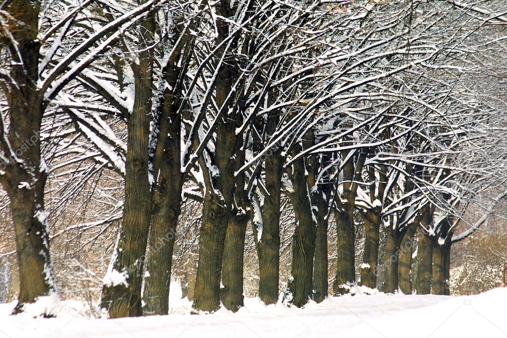 Frozen trees in winter