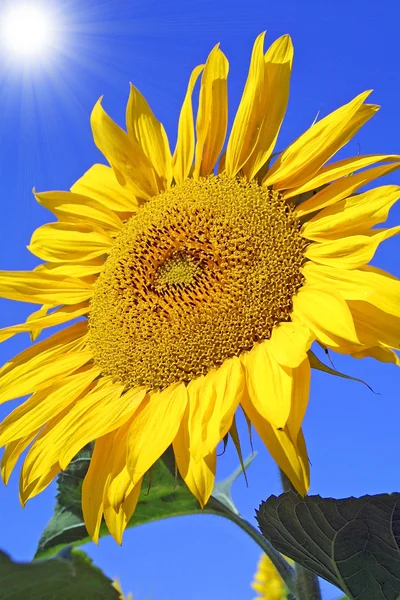 Sunflower with sunburst — Stock Photo, Image
