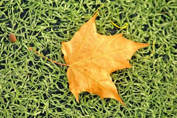 Falln yellow maple leaf — Stock Photo, Image