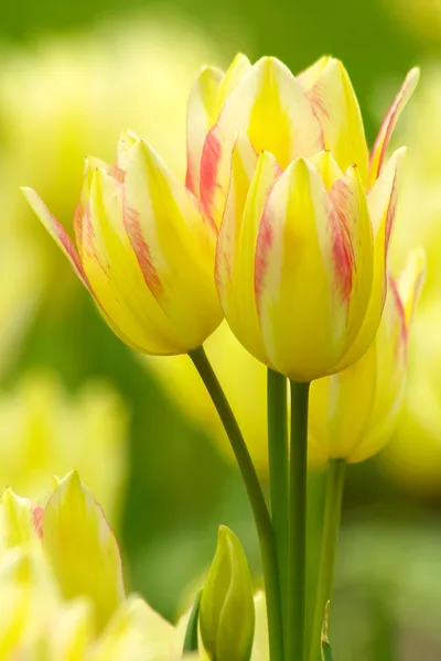 Szelíd sárga tulipánok — Stock Fotó