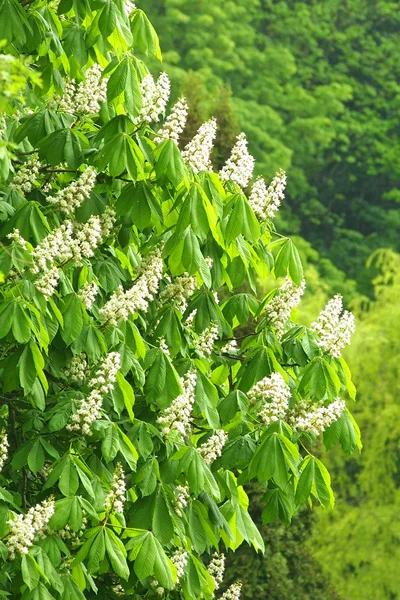 Witte bloesem van kastanjeboom — Stockfoto