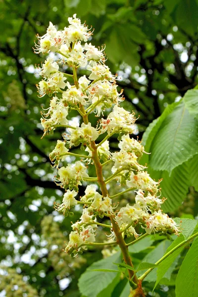 Vita blommorna av kastanjeträd — Stockfoto