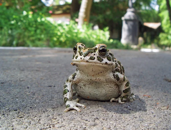 European Green Toad — Stock Photo, Image
