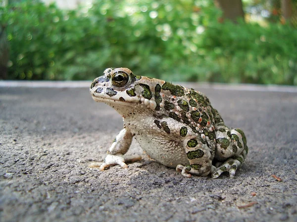 Европейская зелёная жаба — стоковое фото