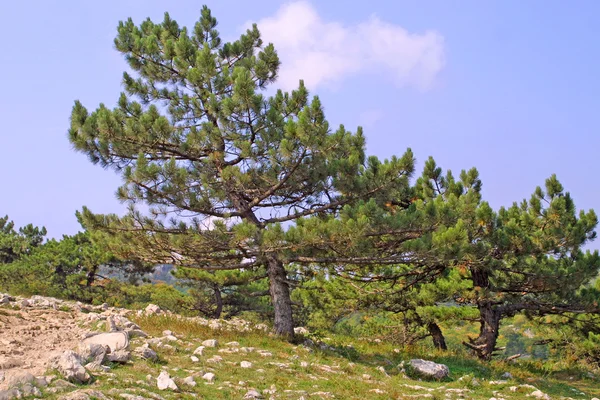 Los pinos en la ladera de las montañas — Foto de Stock