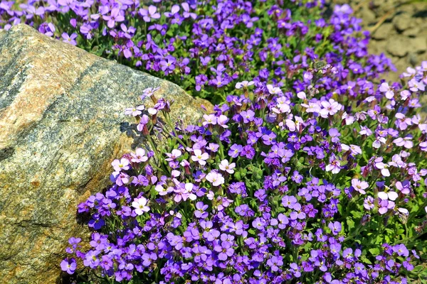 入札の春の花 — ストック写真