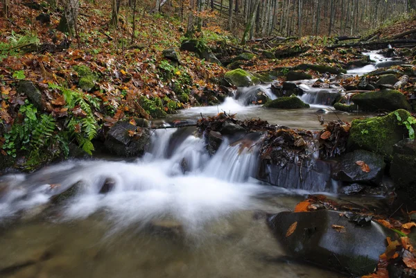 Річка в осінній ліс — стокове фото