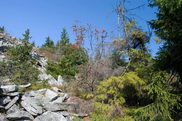 바위 위에 있는 식물 — 스톡 사진