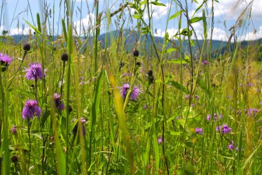 Wild flowers in mountains clipart