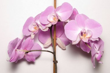 Mor orkide