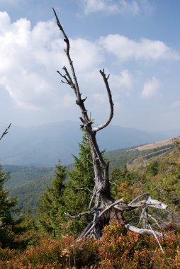 dağlarda ölü ahşap yüksek up