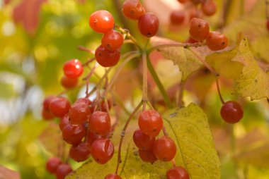 Arrowwood bush