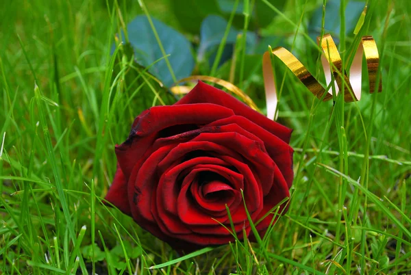 Rose and grass — Stock Photo, Image