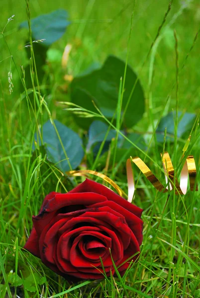 Rosa e grama — Fotografia de Stock