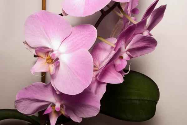 Orquídea púrpura con hoja — Foto de Stock