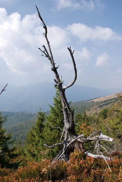 Мертвое дерево высоко в горах — стоковое фото