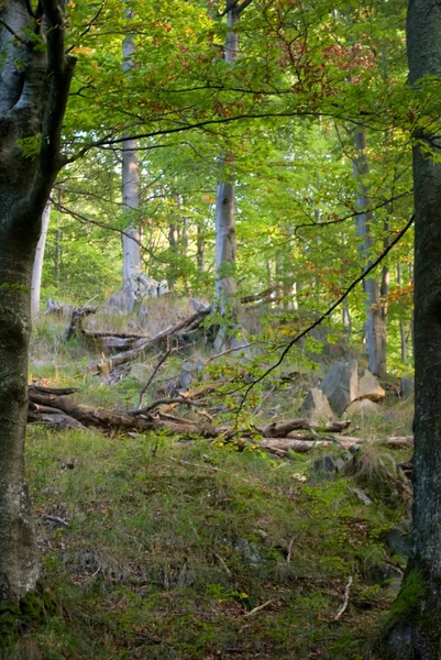 Лиственные леса — стоковое фото