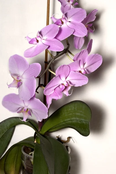 Paarse orchid — Stockfoto