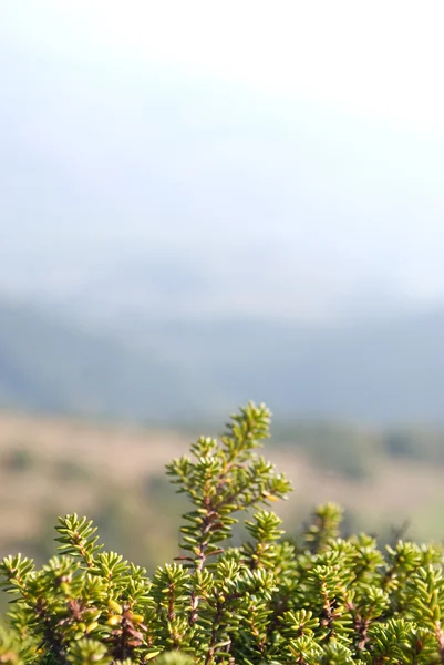 Dağ bitkiler üzerinde taş yakın çekim — Stok fotoğraf