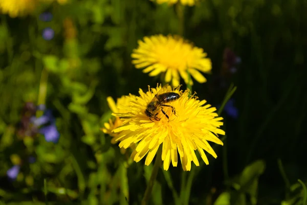 Кульбаба та бджола — стокове фото