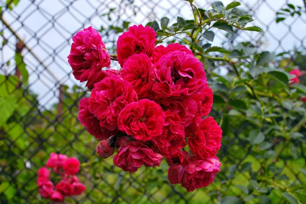 Rosy rose — Stock Photo, Image