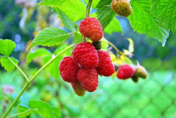 Rasberries — Stock fotografie