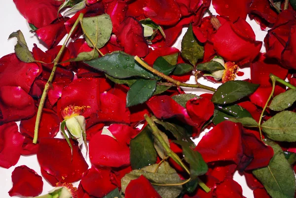 破裂的玫瑰 — 图库照片